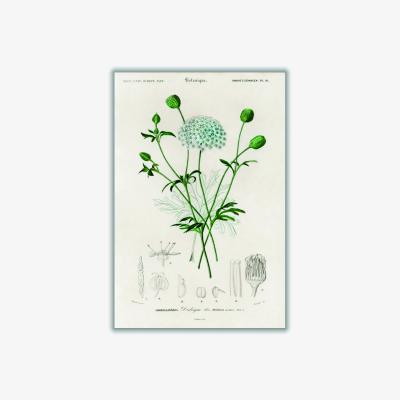 Wolf & Badger Green Didiscus Caeruleus A1 594 X 841Mm Stanley Print House