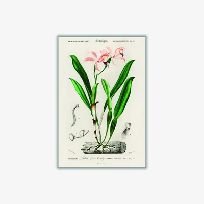 Wolf & Badger Lelia Cattleioides By Charles Dessalines D Orbigny Green A3 297 X 420Mm Stanley Print House