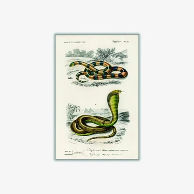 Wolf & Badger Green Vintage Snakes A1 594 X 841Mm Stanley Print House