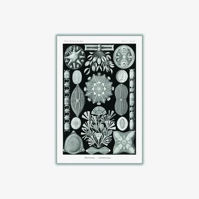 Wolf & Badger Black Diatomea-Schachtellinge By Ernst Haeckel A1 594 X 841Mm Stanley Print House