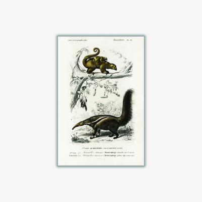 Wolf & Badger Brown Pygmy Anteater Xxs Stanley Print House