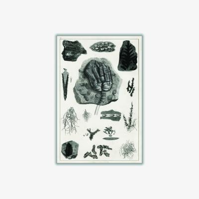 Wolf & Badger Black Collection Of Fossils Ii Print Large Stanley Print House