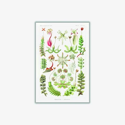 Wolf & Badger Green Hepaticae-Lebermoose By Ernst Haeckel A2 420 X 594Mm Stanley Print House
