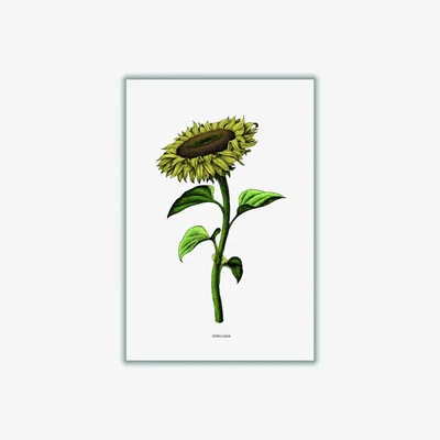 Wolf & Badger Green Sunflowers For President A4 210 X 297Mm Stanley Print House