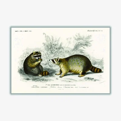Wolf & Badger Grey Raccoon Extra Large Stanley Print House