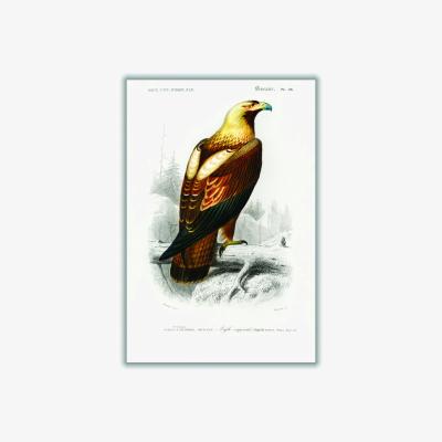 Wolf & Badger Brown Eastern Imperial Eagle Print Xxs Stanley Print House