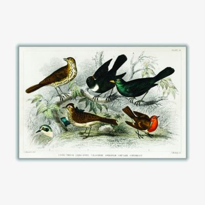 Wolf & Badger Various Birds Large Stanley Print House