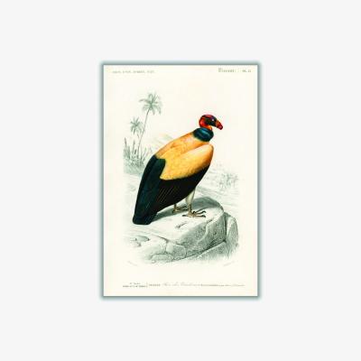 Wolf & Badger Yellow / Orange King Vulture Illustration Print A4 210 X 297Mm Stanley Print House