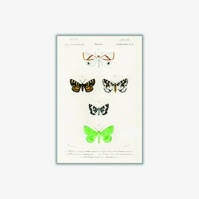Wolf & Badger Collection Of Moths Ii Print A3 297 X 420Mm Stanley Print House