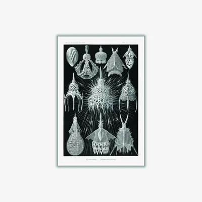 Wolf & Badger Grey Crytoidea-Flaschenstrahlinge By Ernst Haeckel A1 594 X 841Mm Stanley Print House
