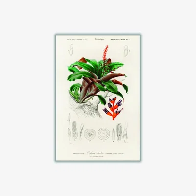 Wolf & Badger Green Bromeliad Medium Stanley Print House