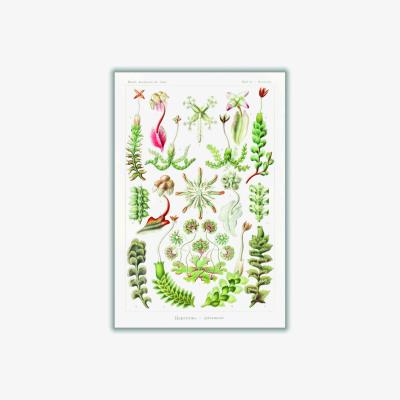 Wolf & Badger Green Hepaticae-Lebermoose By Ernst Haeckel A1 594 X 841Mm Stanley Print House