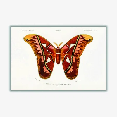 Wolf & Badger Attacus Atlas Moth Xxs Stanley Print House