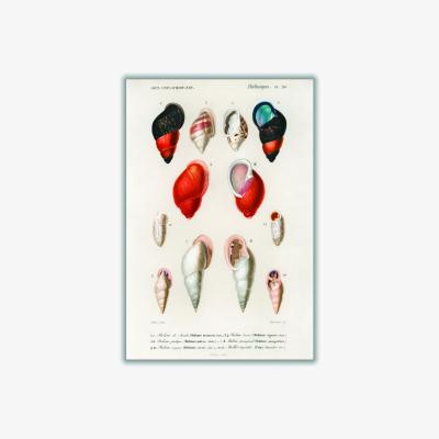 Wolf & Badger Different Types Of Mollusks A4 210 X 297Mm Stanley Print House
