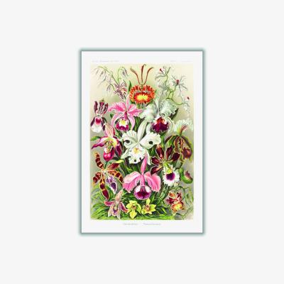 Wolf & Badger Orchideae-Denusblumen By Ernst Haeckel A4 210 X 297Mm Stanley Print House