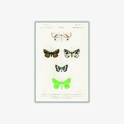 Wolf & Badger Collection Of Moths Ii Print Medium Stanley Print House