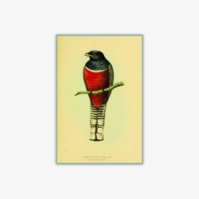 Wolf & Badger Red Vintage Purple Breasted Trogon A1 594 X 841Mm Stanley Print House