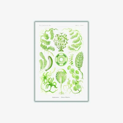 Wolf & Badger Green Siphoneae-Riesen Algetten By Ernst Haeckel A3 297 X 420Mm Stanley Print House
