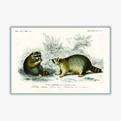 Wolf & Badger Grey Raccoon Large Stanley Print House