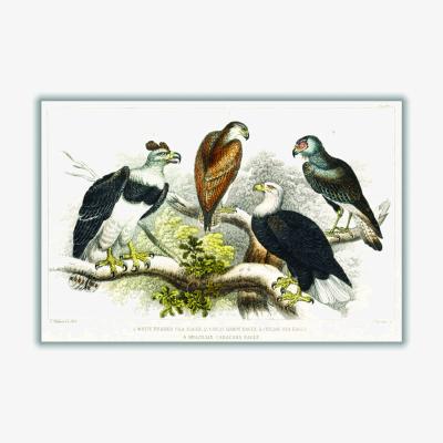 Wolf & Badger Types Of Eagles A2 420 X 594Mm Stanley Print House