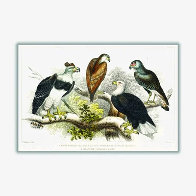 Wolf & Badger Types Of Eagles A2 420 X 594Mm Stanley Print House