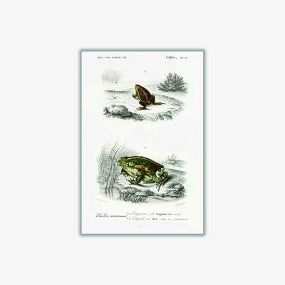 Wolf & Badger Green Natural History - Frogs And Toads Small Stanley Print House