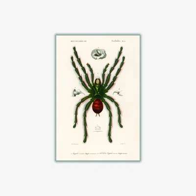 Wolf & Badger Black Pinktoe Tarantula Large Stanley Print House
