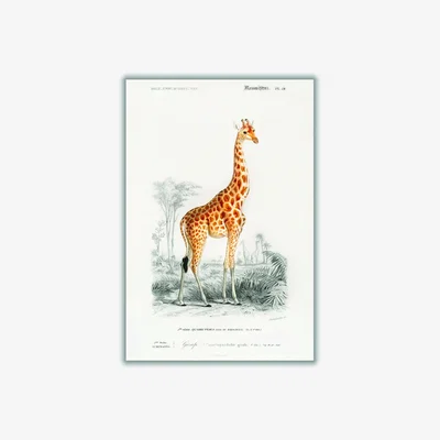 Wolf & Badger Yellow / Orange Giraffe Illustration Print A2 420 X 594Mm Stanley Print House