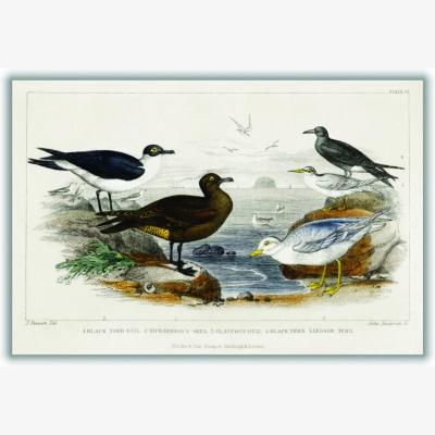 Wolf & Badger Various Seagulls A2 420 X 594Mm Stanley Print House