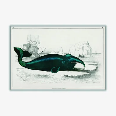 Wolf & Badger Blue Whale Illustration A2 420 X 594Mm Stanley Print House