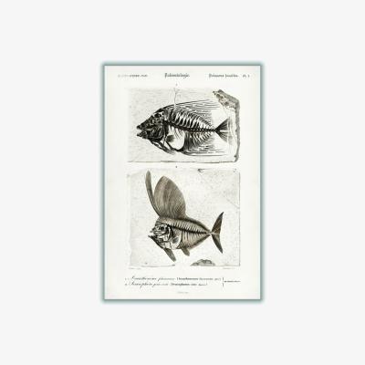 Wolf & Badger Neutrals Ray Finned Fish Acanthonemus And Semiophorus A3 297 X 420Mm Stanley Print House