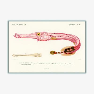 Wolf & Badger Rose Gold Aulostoma Maculatum A2 420 X 594Mm Stanley Print House
