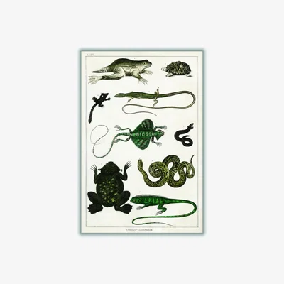 Wolf & Badger Black Collection Of Reptiles Print A4 210 X 297Mm Stanley Print House