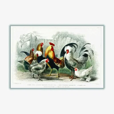 Wolf & Badger Cocks And Hens By Oliver Goldsmith - Multicolour A4 210 X 297Mm Stanley Print House