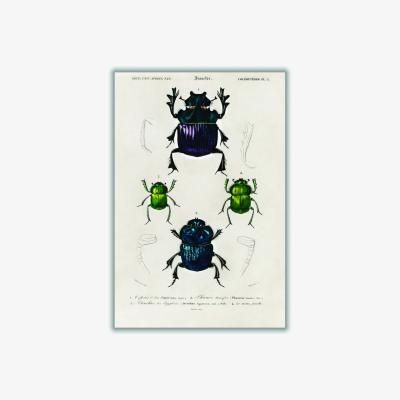 Wolf & Badger Vintage Insects Extra Small Stanley Print House