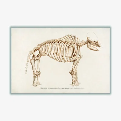 Wolf & Badger Gold Mammoth Skeleton Xxs Stanley Print House
