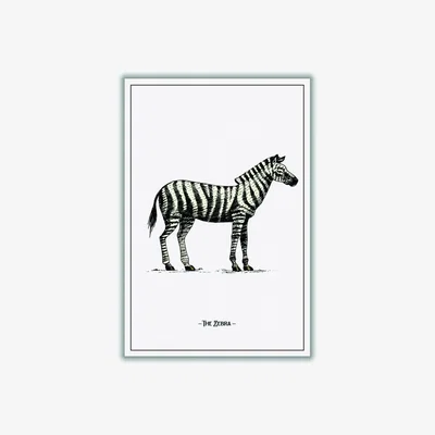 Wolf & Badger Black The Zebra A2 420 X 594Mm Stanley Print House
