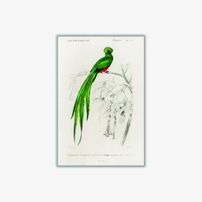 Wolf & Badger Green Pavonine Quetzal Xxs Stanley Print House