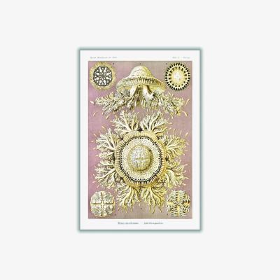 Wolf & Badger Gold Discomedusae-Scheibenquallen Iiiii By Ernst Haeckel A3 297 X 420Mm Stanley Print House