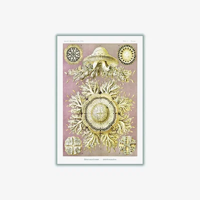 Wolf & Badger Gold Discomedusae-Scheibenquallen Iiiii By Ernst Haeckel A3 297 X 420Mm Stanley Print House