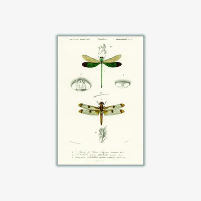 Wolf & Badger Neutrals Natural History Different Types Of Dragonflies Small Stanley Print House