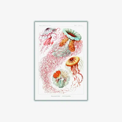 Wolf & Badger Yellow / Orange Discomedusae-Scheibenquallen Ii By Ernst Haeckel A4 210 X 297Mm Stanley Print House