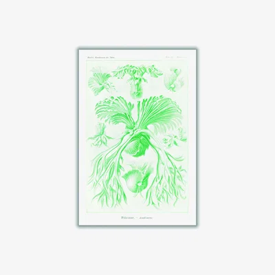 Wolf & Badger Green Filicinae-Laubfarne I By Ernst Haeckel A3 297 X 420Mm Stanley Print House