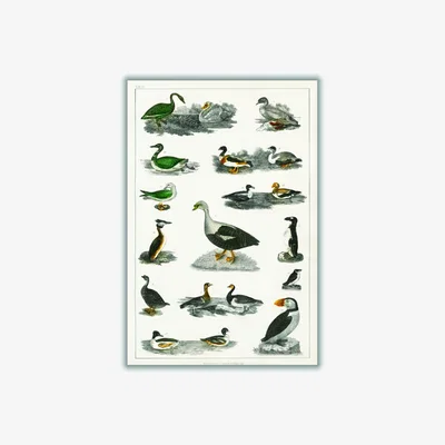Wolf & Badger Grey Collection Of Birds I Print Extra Large Stanley Print House