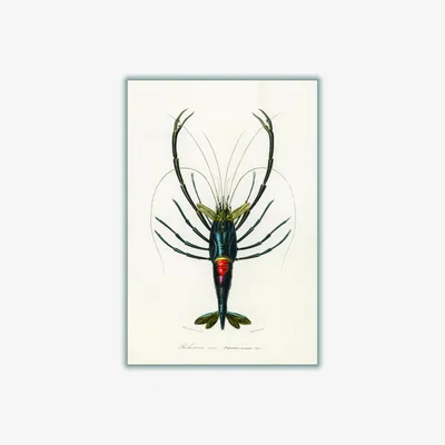 Wolf & Badger Blue Crimson Crawfish Xxs Stanley Print House