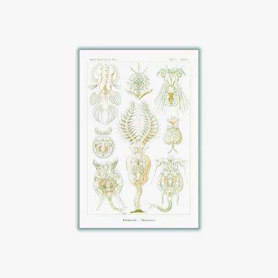 Wolf & Badger Neutrals Rotatoria-Rädertiere By Ernst Haeckel Extra Small Stanley Print House