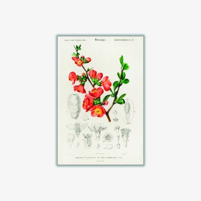 Wolf & Badger Yellow / Orange Maule's Quince Cydonia Japonica Illustration A3 297 X 420Mm Stanley Print House