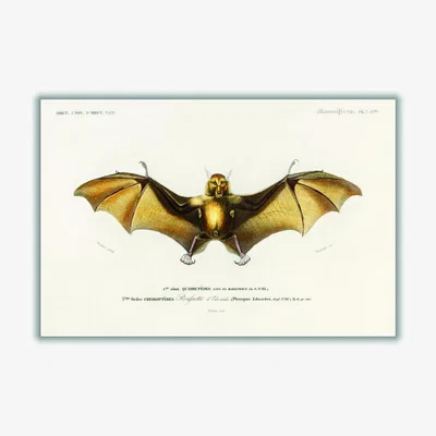 Wolf & Badger Gold Bat A1 594 X 841Mm Stanley Print House