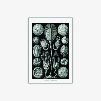 Wolf & Badger Grey Cystoidea-Beutelsterne By Ernst Haeckel A4 210 X 297Mm Stanley Print House