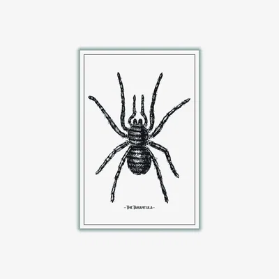 Wolf & Badger Black The Tarantula Large Stanley Print House